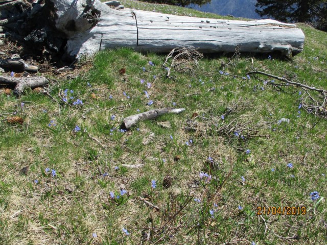 20190421 Velika planina v cvetju - foto