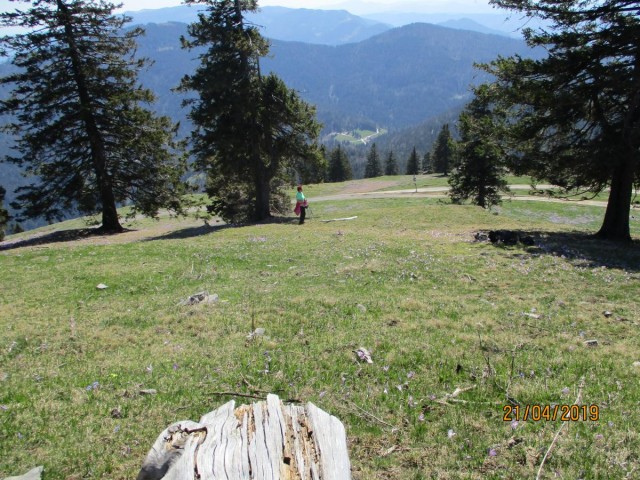 20190421 Velika planina v cvetju - foto