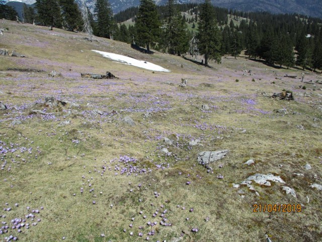 20190421 Velika planina v cvetju - foto