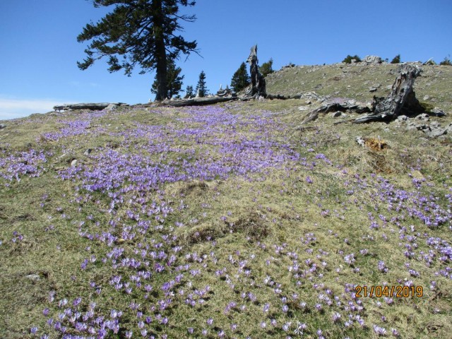 20190421 Velika planina v cvetju - foto