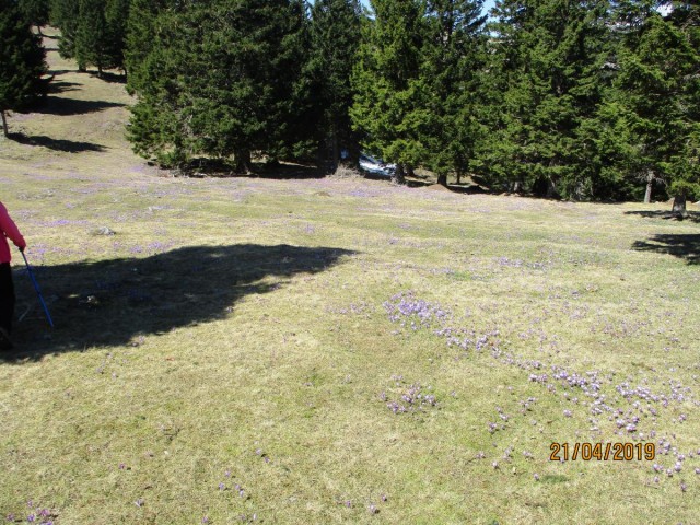 20190421 Velika planina v cvetju - foto