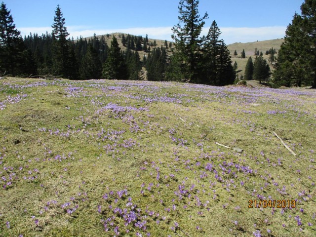 20190421 Velika planina v cvetju - foto