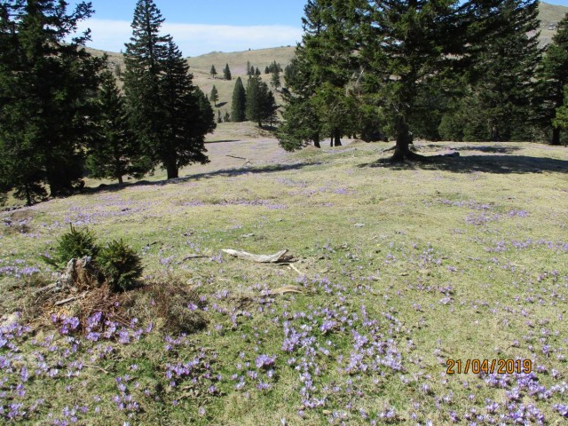 20190421 Velika planina v cvetju - foto