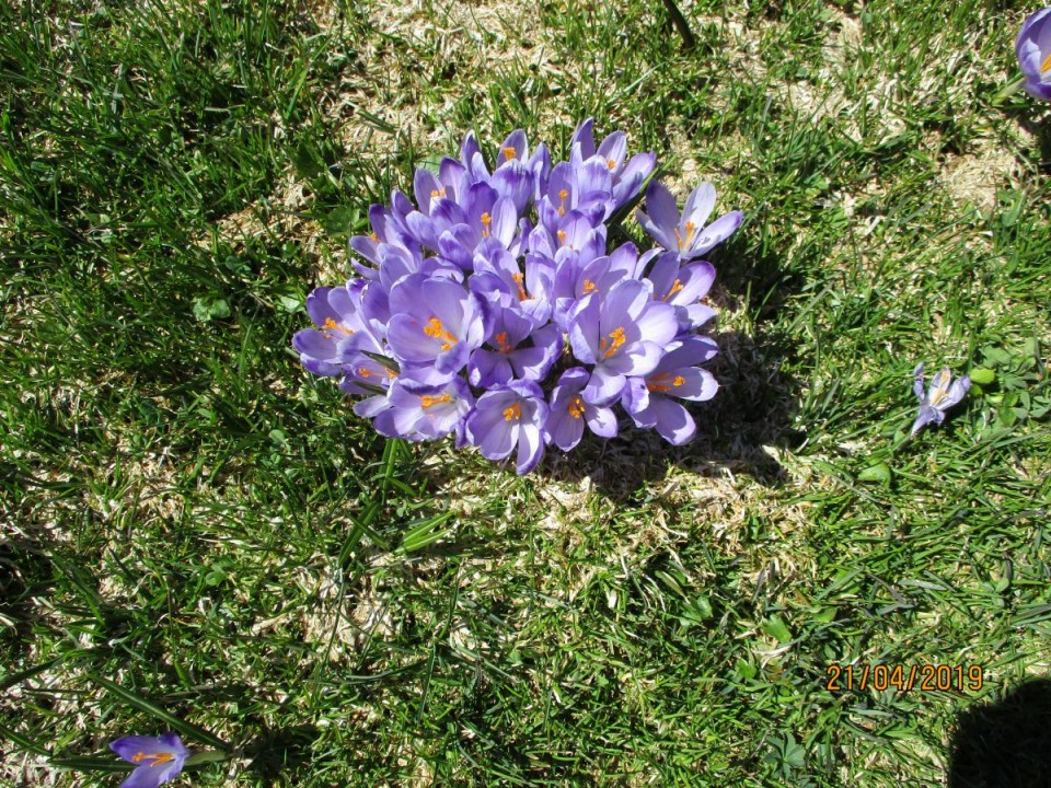 20190421 Velika planina v cvetju - foto povečava