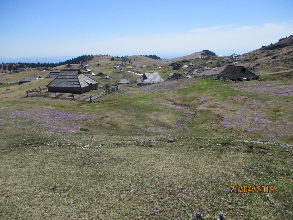 20190421 Velika planina v cvetju - foto povečava