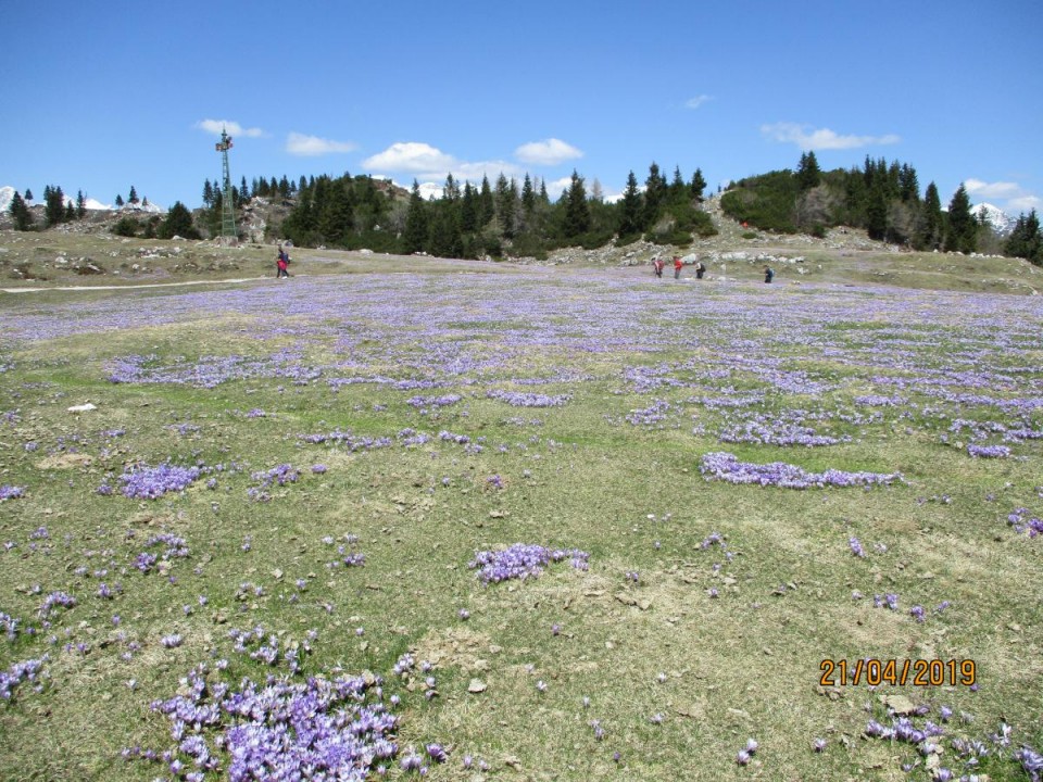 20190421 Velika planina v cvetju - foto povečava