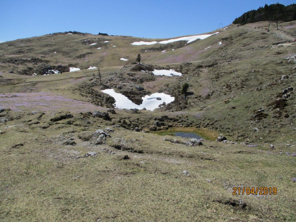 20190421 Velika planina v cvetju - foto povečava