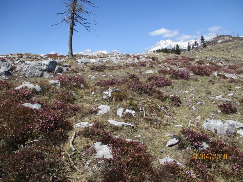 20190421 Velika planina v cvetju - foto povečava