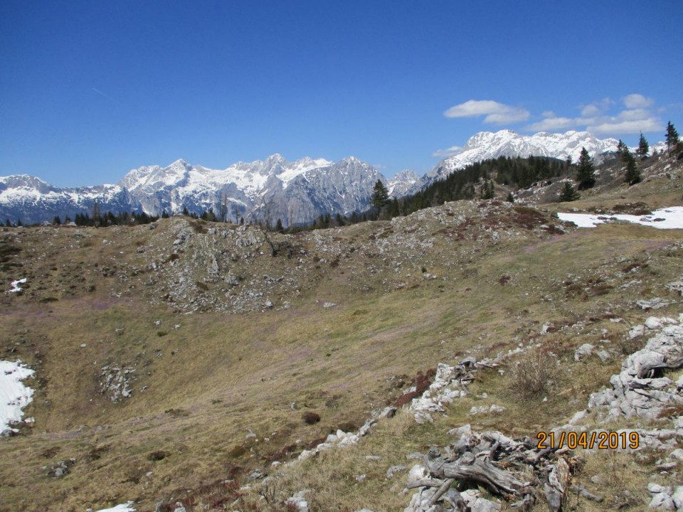 20190421 Velika planina v cvetju - foto povečava