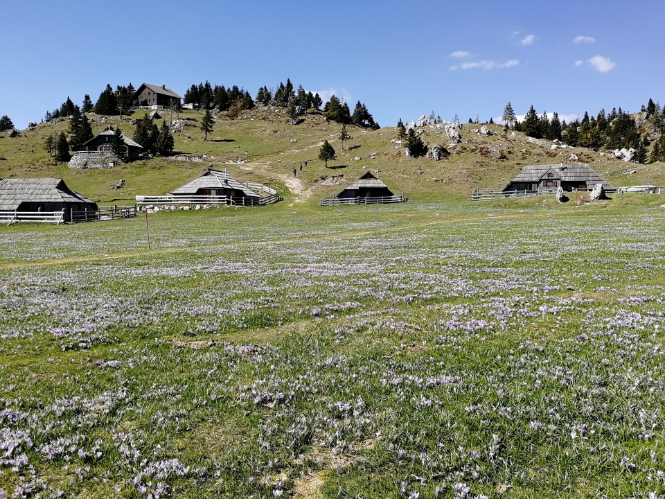 20190421 Velika planina v cvetju - foto povečava