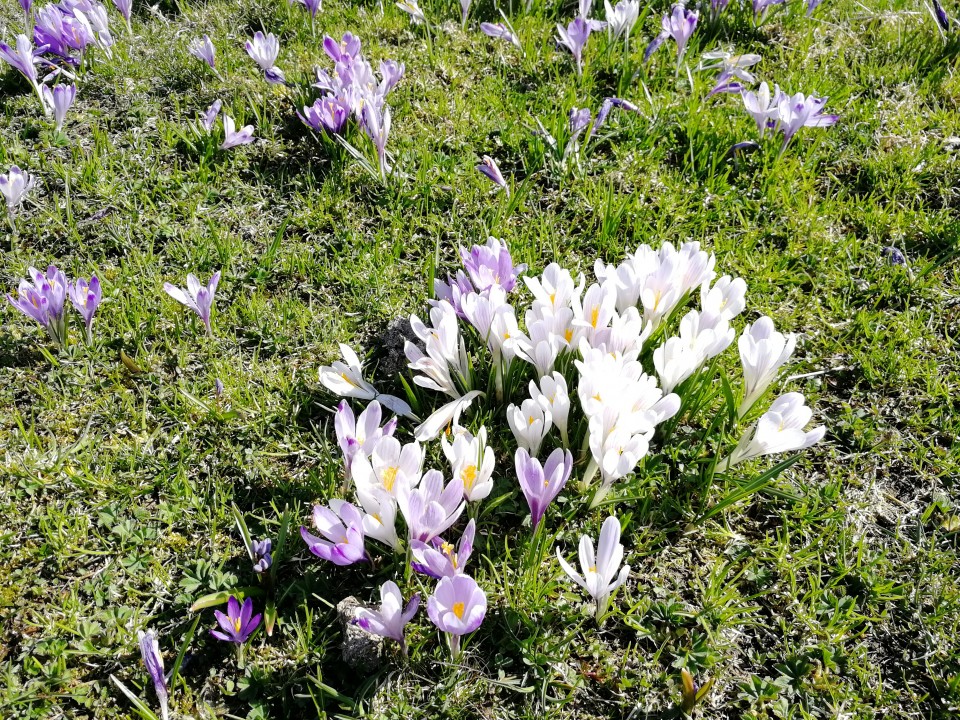 20190421 Velika planina v cvetju - foto povečava