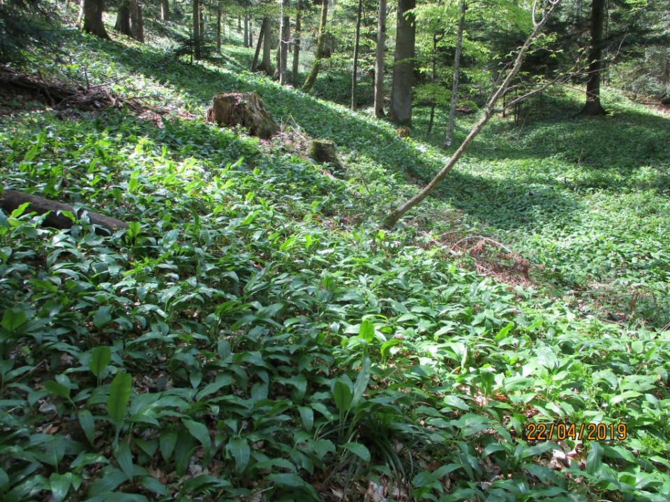 20190422 Bohor - koča in Vel. Javornik - foto povečava