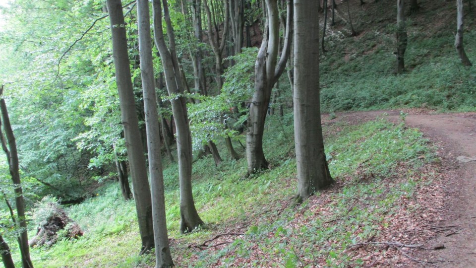 20190601 MDO izobraževanje prve pomoči - foto povečava