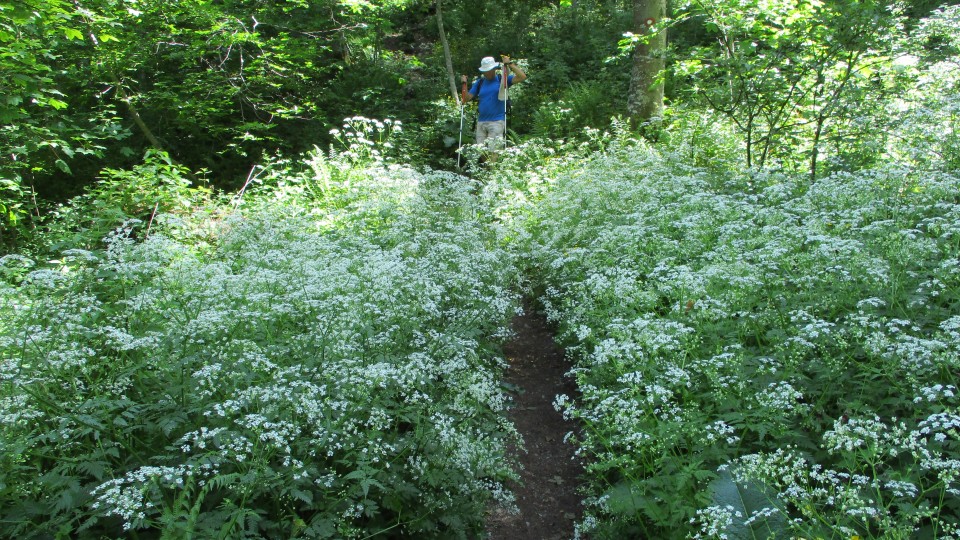 20190610 Trdinov vrh in Mirna gora - foto povečava