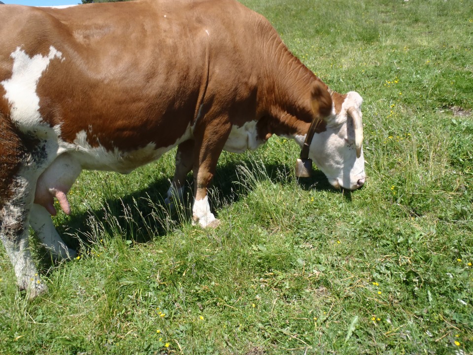 20190630 Dovje-Baba-Hruški vrh-Golica-Koča - foto povečava