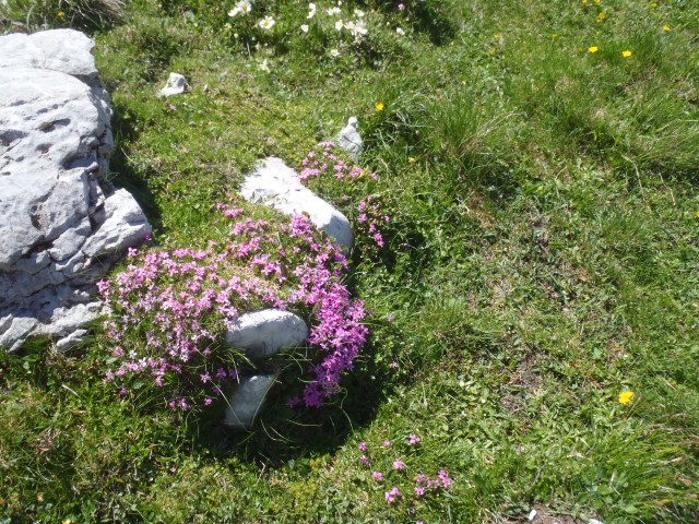 20190701 Golica-Struška-Stol-Žirovnica - foto