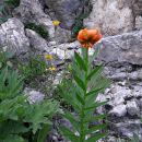 Kranjska lilija.