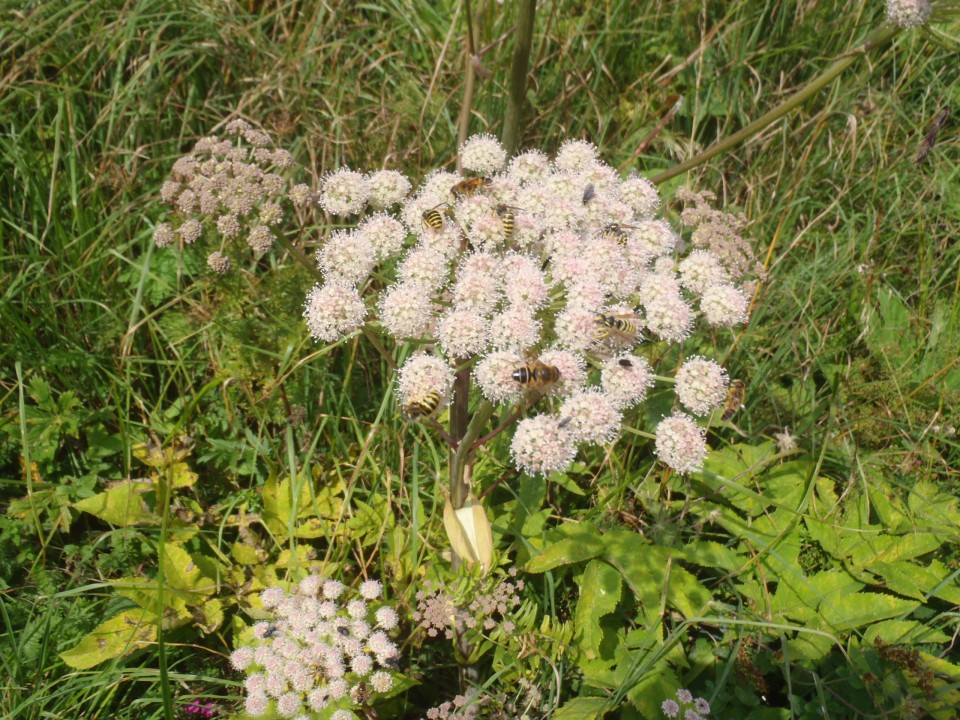 20190819 Podbrdo-Črna prst skozi Trtnik - foto povečava