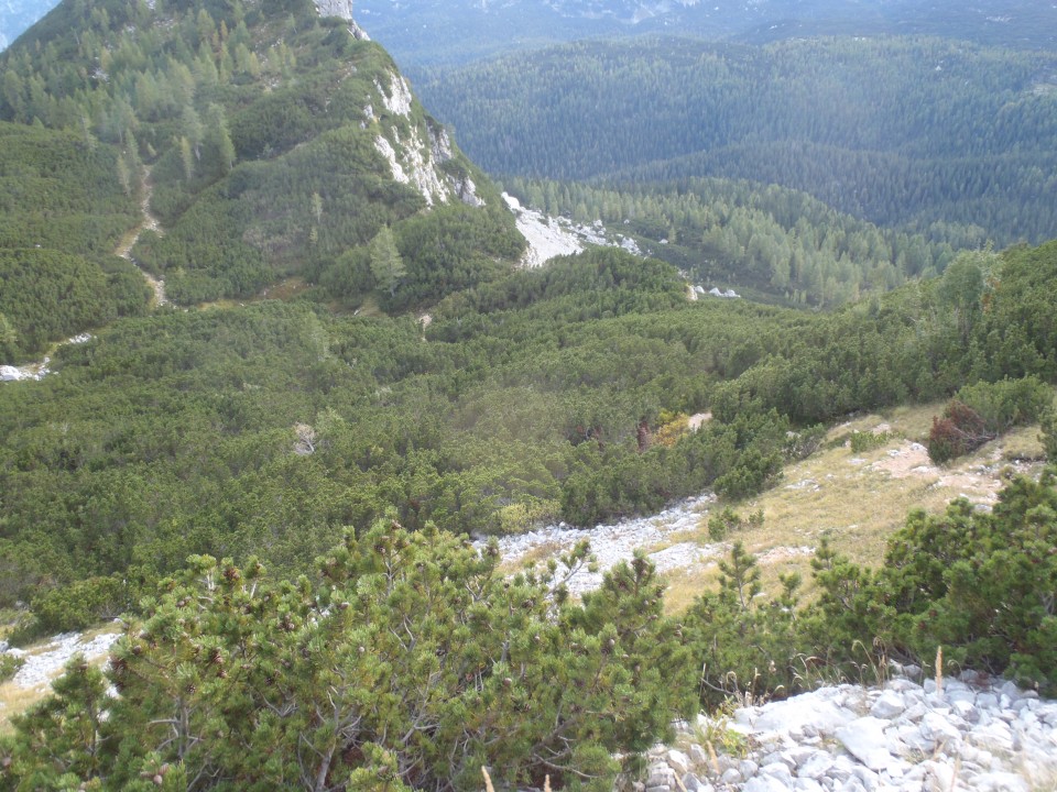 20190926 Sedmera.V.Zelnarica.v in m.Tičarica - foto povečava