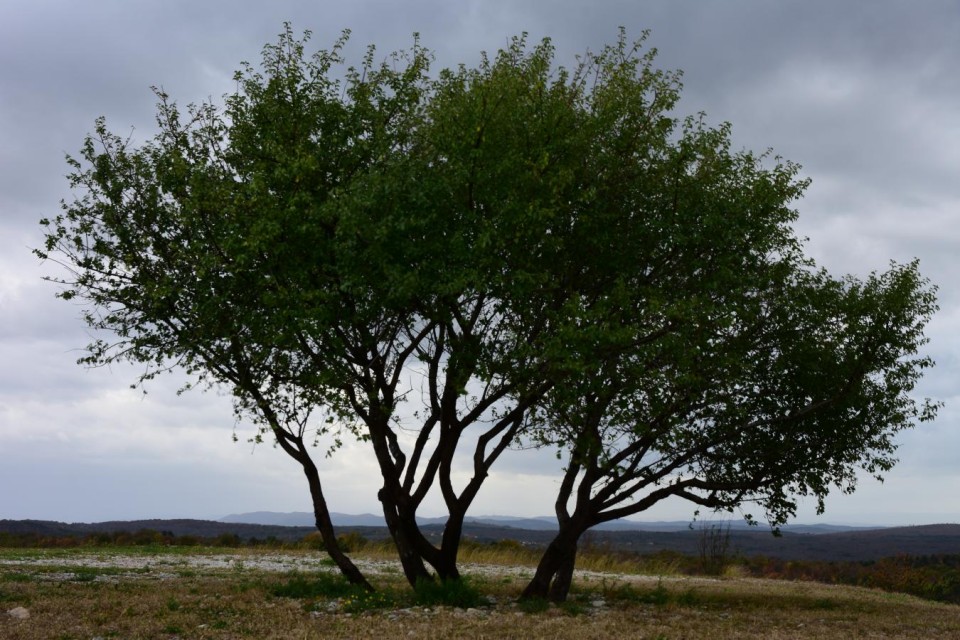 20191116 Martinov pohod-Primorska - foto povečava