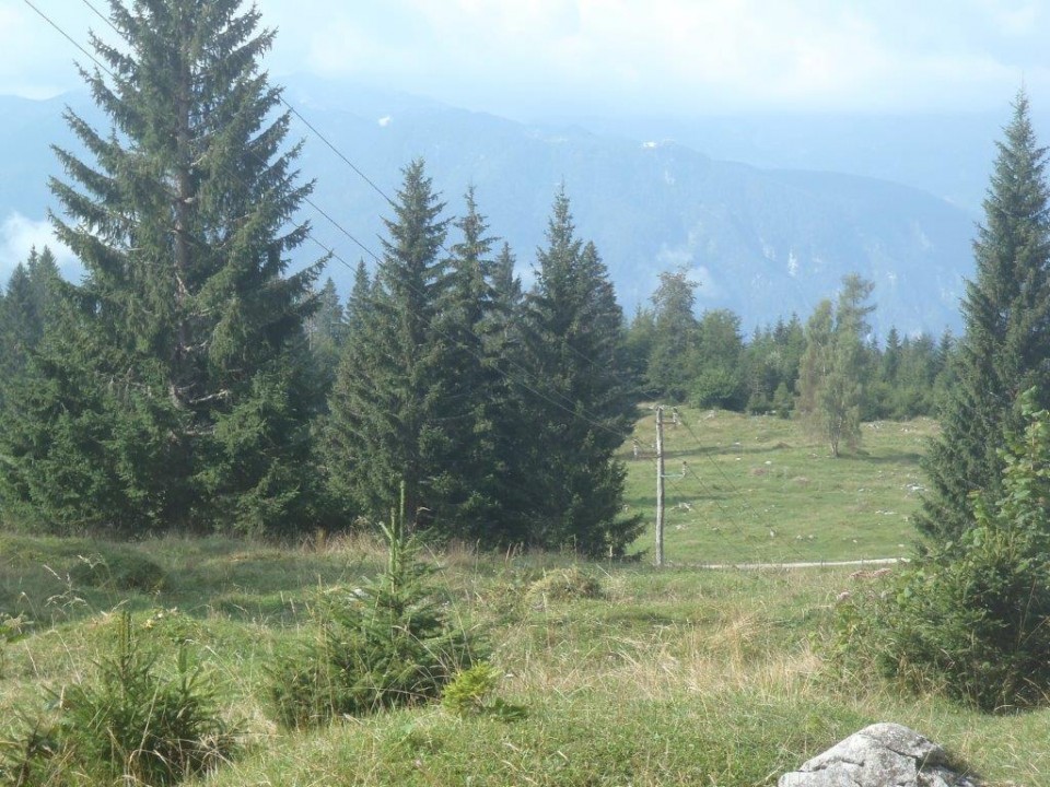 20200816 Pokljuka - foto povečava