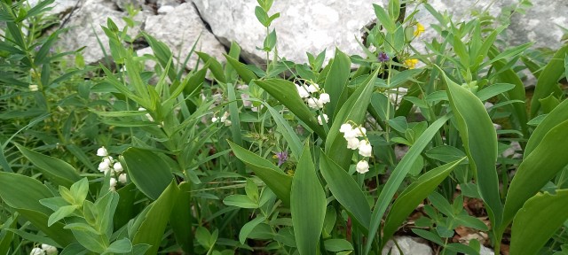 20230624-25 Velebit - foto