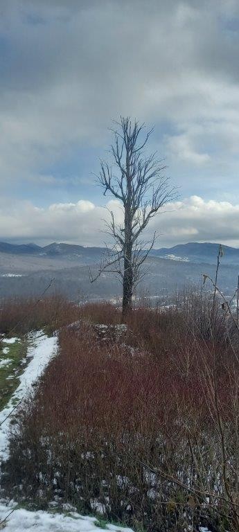 20231208 koča MLADIKA, sovič - foto