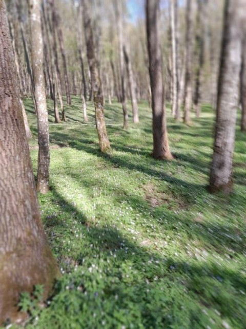 20250404 Z VDC po bukovniškem gozdu - foto
