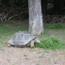 največja želva