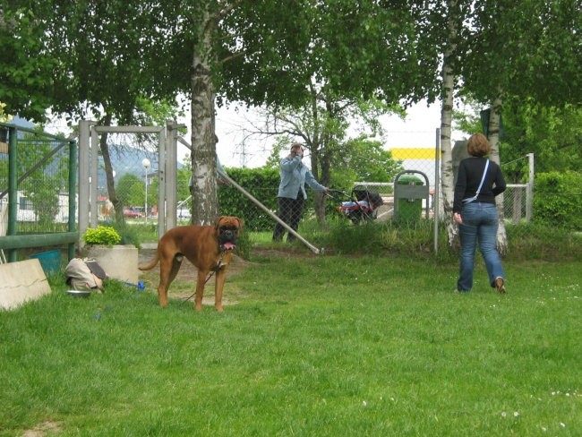 II.bokser pinik,KD Velenje - foto povečava