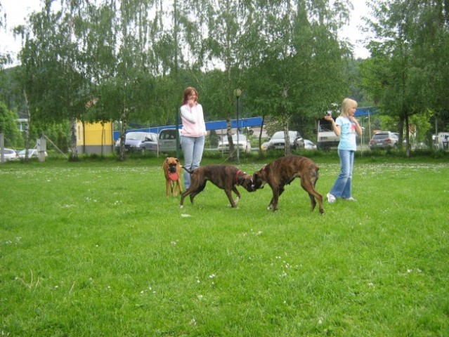 II.bokser pinik,KD Velenje - foto