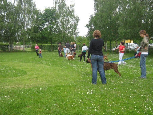 II.bokser pinik,KD Velenje - foto povečava