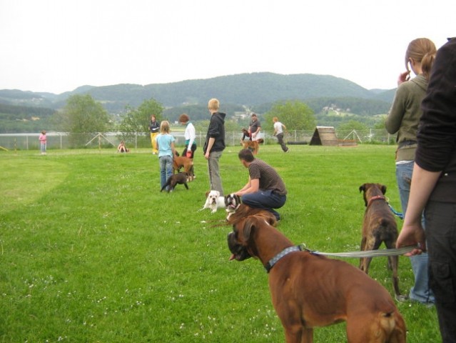 II.bokser pinik,KD Velenje - foto