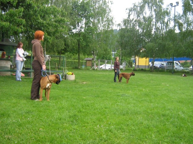 II.bokser pinik,KD Velenje - foto povečava