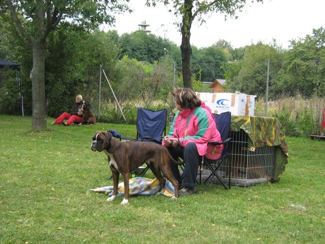 Bokser specialka,MB,20.9.2008 - foto povečava