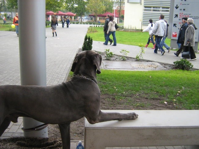 European Dog Show,Budapest,4.10.2008 - foto povečava