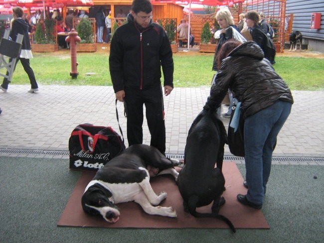 European Dog Show,Budapest,4.10.2008 - foto povečava