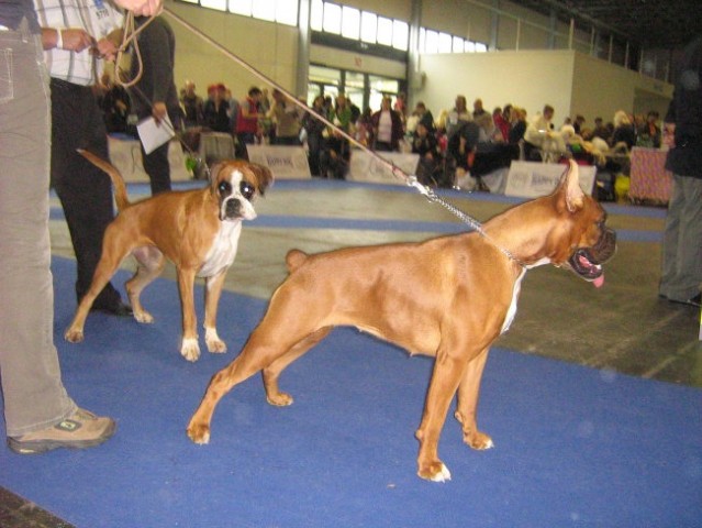 European Dog Show,Budapest,4.10.2008 - foto