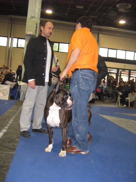 European Dog Show,Budapest,4.10.2008 - foto povečava