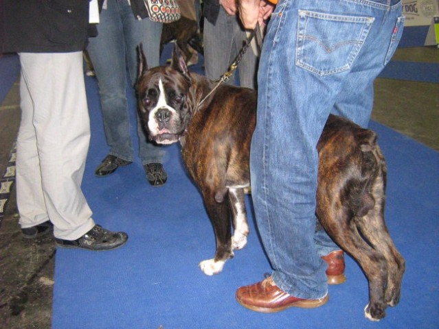 European Dog Show,Budapest,4.10.2008 - foto