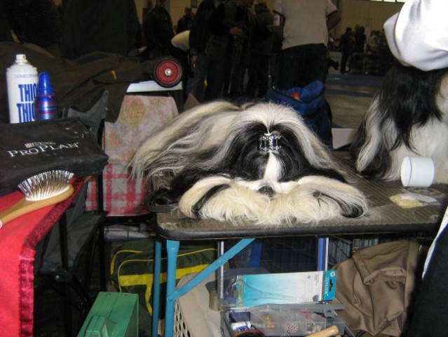 European Dog Show,Budapest,4.10.2008 - foto