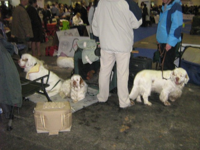 European Dog Show,Budapest,4.10.2008 - foto