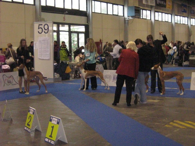 European Dog Show,Budapest,4.10.2008 - foto povečava