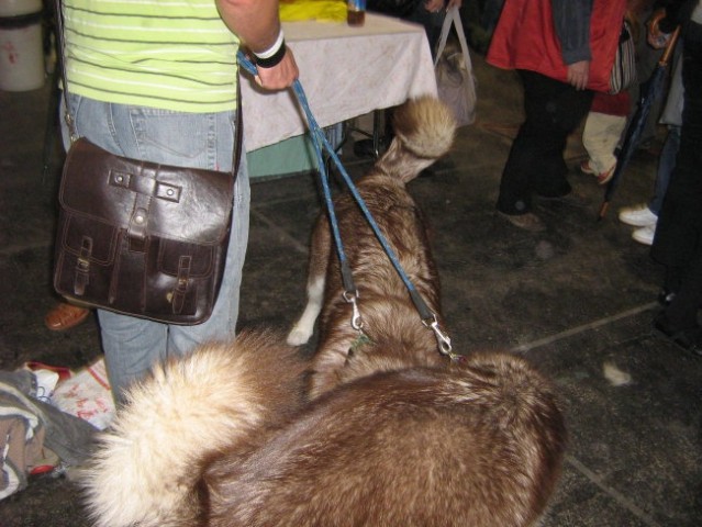 European Dog Show,Budapest,4.10.2008 - foto
