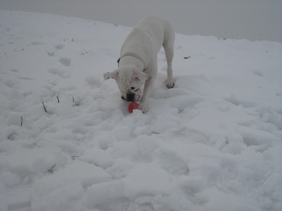 Zima 2009 - foto povečava