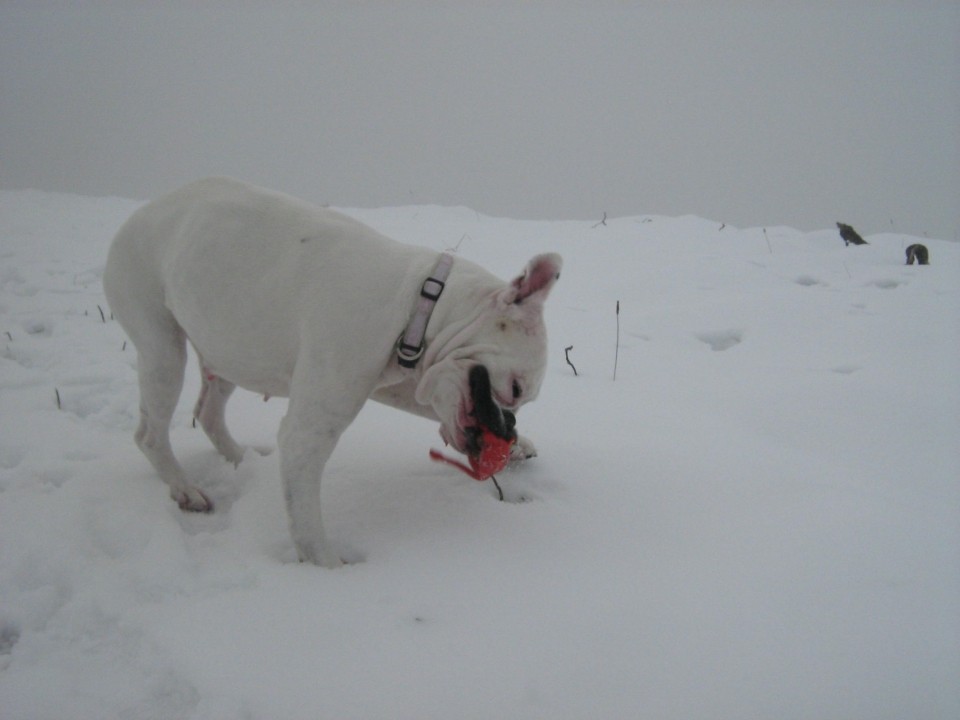 Zima 2009 - foto povečava