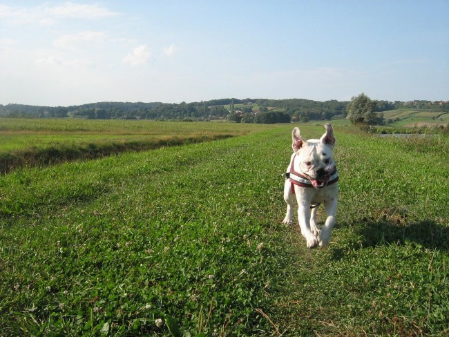 Lonika - foto povečava