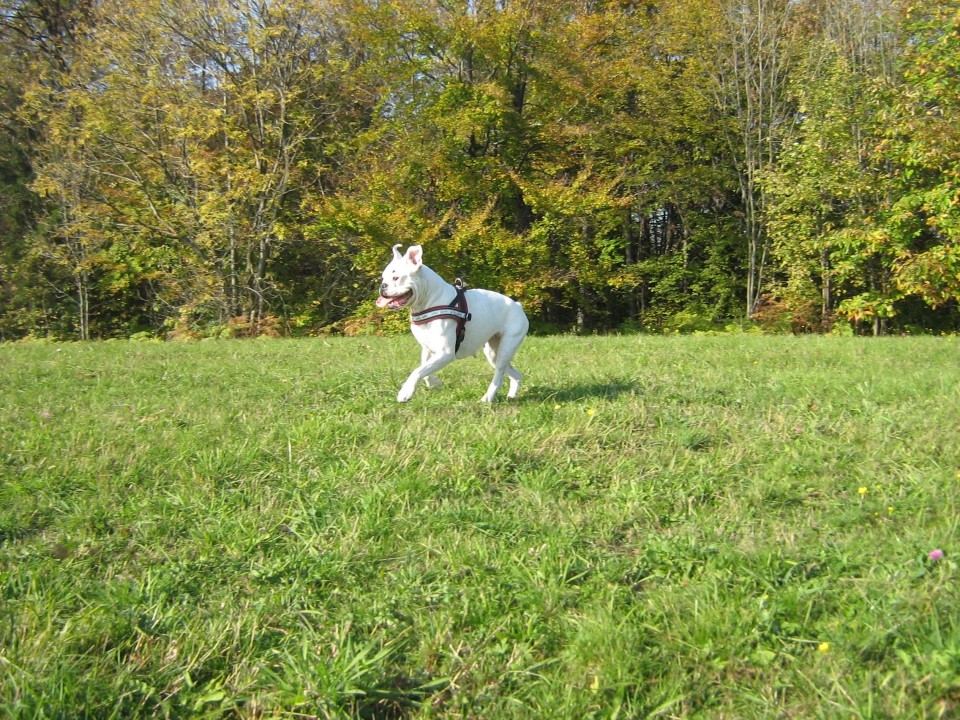 Lonika - foto povečava