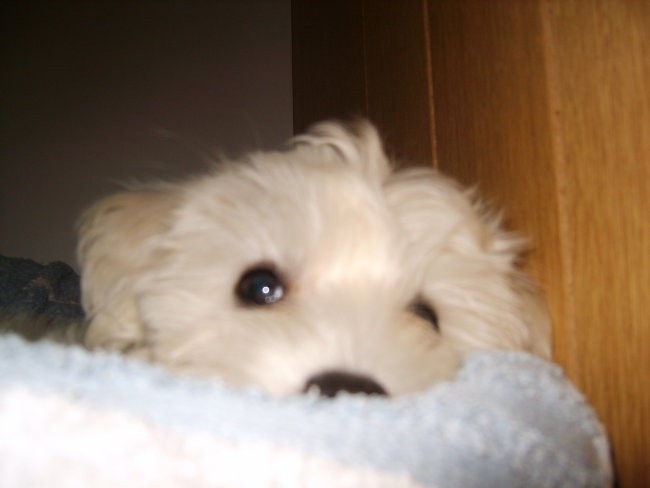 kuu kuu