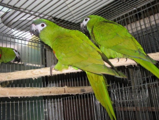 Parrot forum ugani papagaja - foto